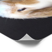 Holland Lop Présente Bunny Poster (Coin)