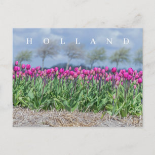 Holland rose tulipes vue champ carte postale
