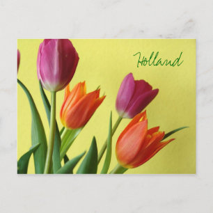 Holland, Tulpen Ansichtkaart Briefkaart