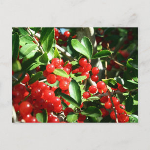 Holly Berries Briefkaart