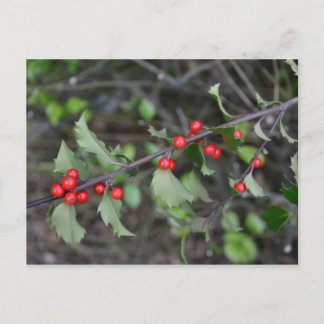 Holly Berries Briefkaart