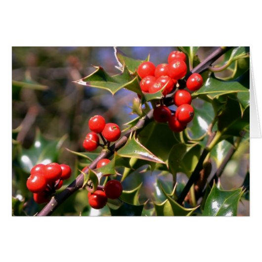 Holly Berries Card (Voorkant Horizontaal)