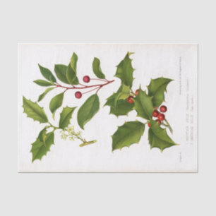 Holly Botanical Illustration Kerstmis Tissuepapier