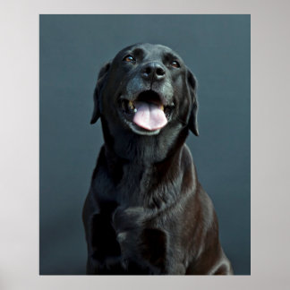 Holly de zwarte Labrador Poster