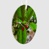 Holly Feuilles II Vacances Nature Botanique (devant)