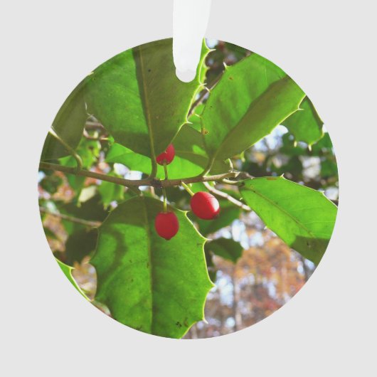 Holly Feuilles II Vacances Nature Botanique (devant)