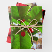 Holly Feuilles II Vacances Nature Botanique (En situation)