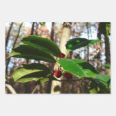 Holly Feuilles II Vacances Nature Botanique (Devant 3)