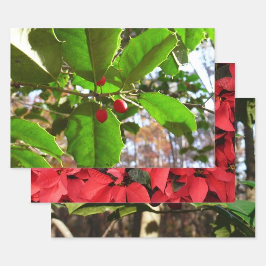 Holly Feuilles II Vacances Nature Botanique (Lot)