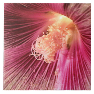 Holly Hock in de avond van de zon Tegeltje