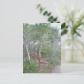 Holly Tree Bark OBX Buxton Natuur Trail Briefkaart (Staand voorkant)