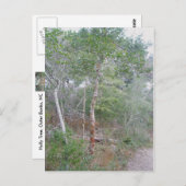 Holly Tree Bark OBX Buxton Natuur Trail Briefkaart (Voorkant / Achterkant)