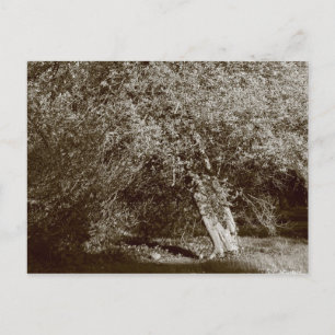 Holly Tree - Sepia Briefkaart