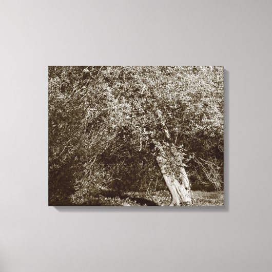 Holly Tree - Sepia Canvas Afdruk (Voorkant)