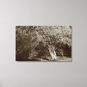 Holly Tree - Sepia Canvas Afdruk