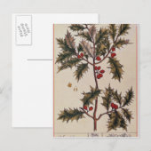 Holly uit 'A Curious Herbal', 1782 Briefkaart (Voorkant / Achterkant)