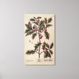 Holly uit 'A Curious Herbal', 1782 Canvas Afdruk