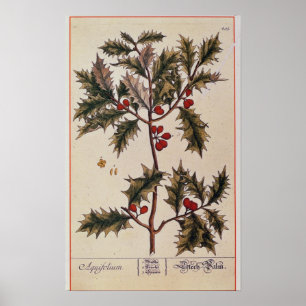 Holly uit 'A Curious Herbal', 1782 Poster
