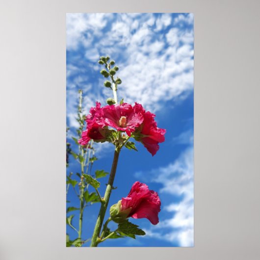 Hollyhocbloem, Alcea Rosea Poster (Voorkant)