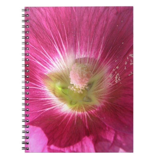 Hollyhock Carnet rose profond (Devant)