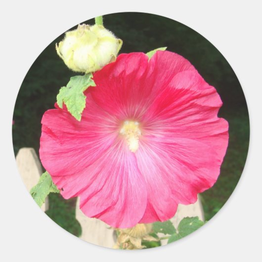 Hollyhock Seals Ronde Sticker (Voorkant)