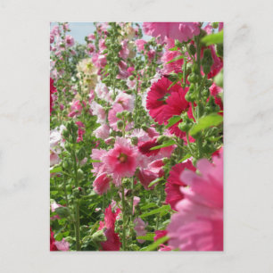Hollyhocks : Carte postale du Japon