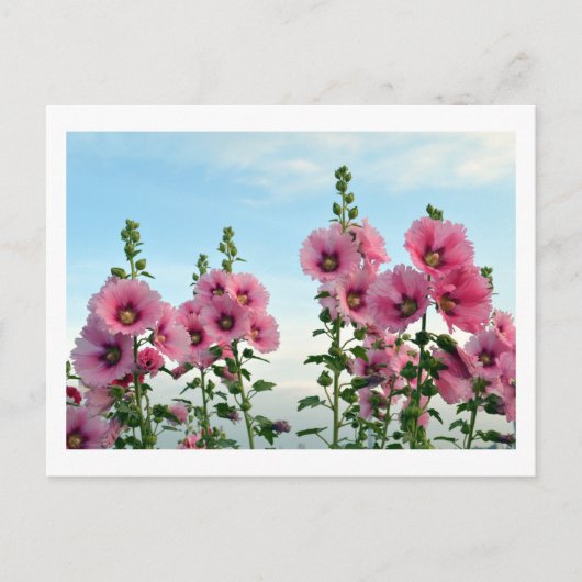 Hollyhocks : Carte postale japonaise (Devant)