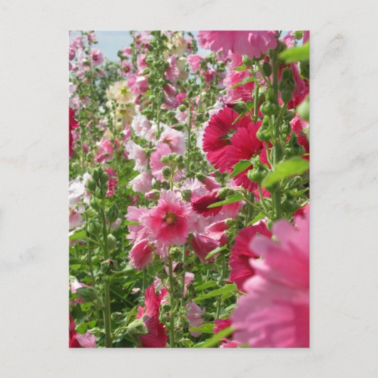 Hollyhocks: Japan Briefkaart (Voorkant)
