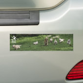 Holly's Half Dozen romp bumper sticker (Op auto)