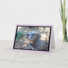 Hollywood Pitbull Valentijnsdag Kaart