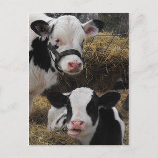 Holstein Calves Briefkaart