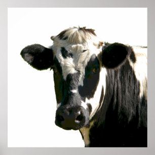 Holstein Cow Boerderij Animal Dairy Black & White Poster