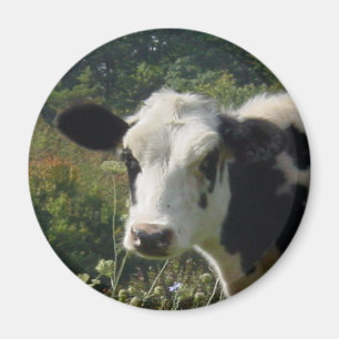 Holstein Cow Magneet