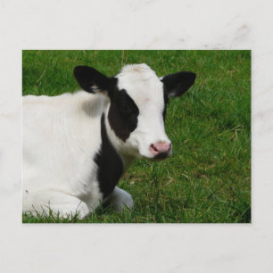 Holstein Cow over gras Briefkaart