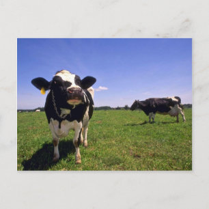 Holstein Dairy Cattle Briefkaart