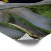 Holstein Dairy Cattle Poster (Hoek)