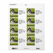 Holstein Dairy Koe Label (Full Sheet)