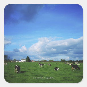 Holstein-Friesian Cattle near Thurles, Co Vierkante Sticker