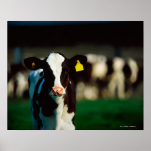 Holstein-Friesian kalf Poster