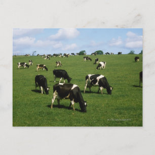 Holstein-Friesian rundvee, Ierland Briefkaart