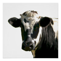 Holstein Koe Boerderij Animal Dairy Black & White