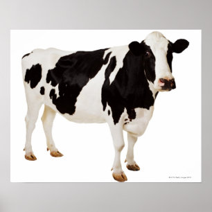 Holstein koe (Bos taurus) Poster