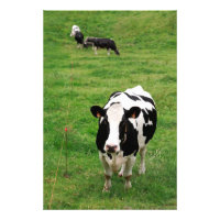 Holstein koe