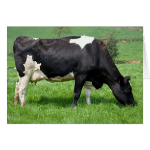 Holstein Koe Grazing Blank Kaart
