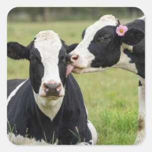 Holstein Koe Kus op Boerderij Weiland Vierkante Sticker