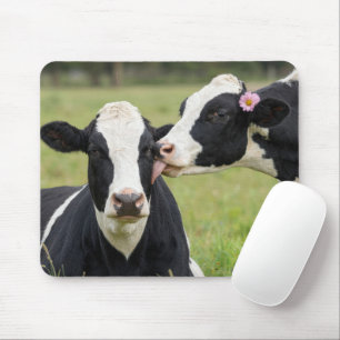 Holstein Koe Kust Muismat