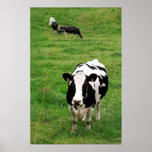 Holstein koe poster