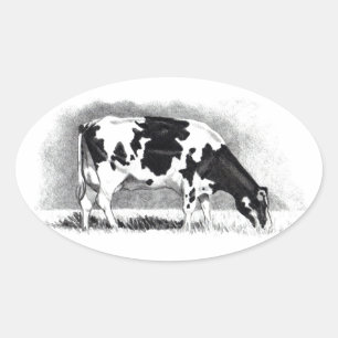 Holstein Koe: Potloodtekening: Boerderij, Land Ovale Sticker