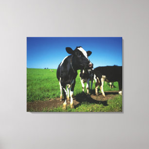 Holstein koeien in een veld canvas afdruk