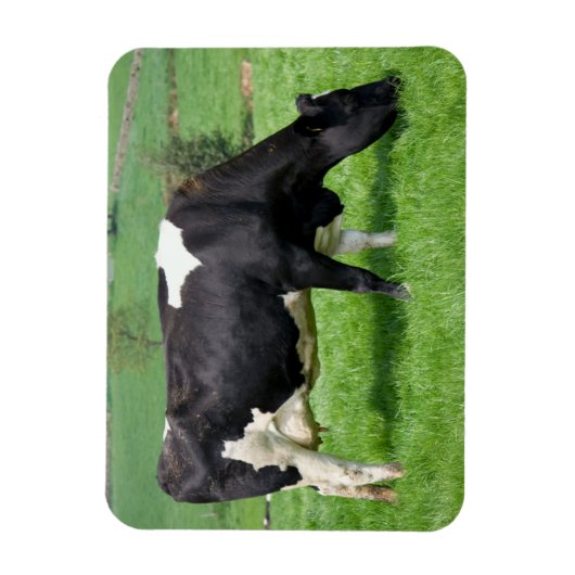 Holstein Koemagneet Magneet (Verticaal)